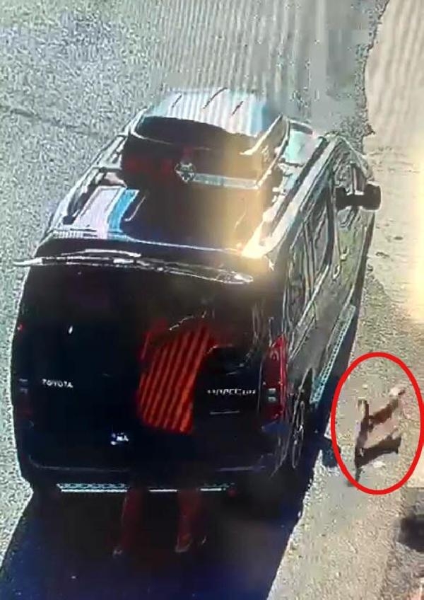 Kısırlaştırılmaya götürülen kedi, aracın camını kırıp kaçtı