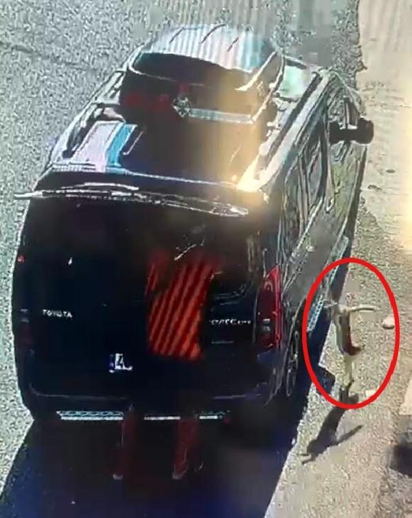 Kısırlaştırılmaya götürülen kedi, aracın camını kırıp kaçtı