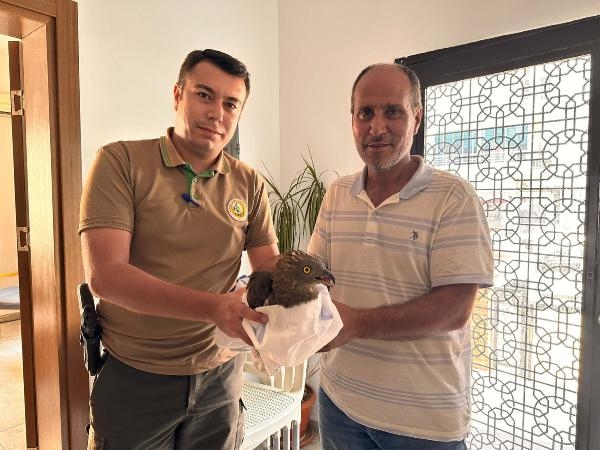 Köy muhtarı yaralı bulduğu şahini yetkililere teslim etti