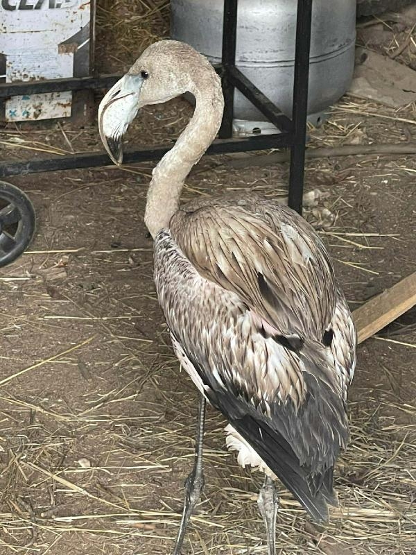 Muğla'da yorgun düşen flamingo tedaviye alındı