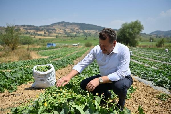Sındırgı'da kornişon hasadı
