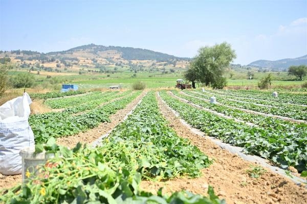 Sındırgı'da kornişon hasadı