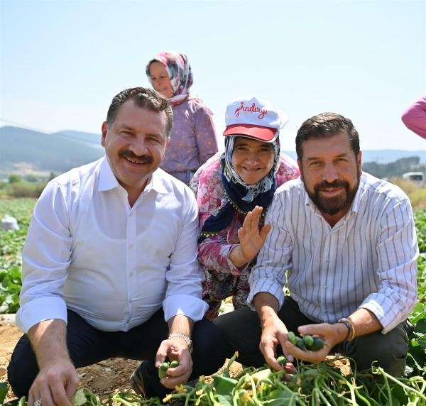 Sındırgı'da kornişon hasadı