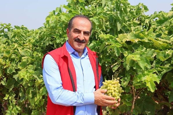 Sultaniye üzümler TIR'larla yola çıktı