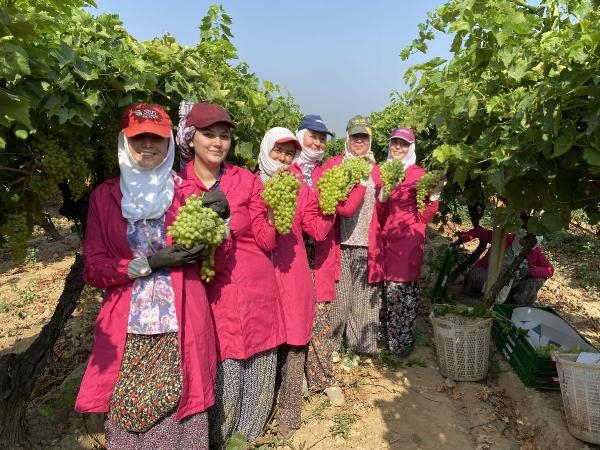 Sultaniye üzümler TIR'larla yola çıktı