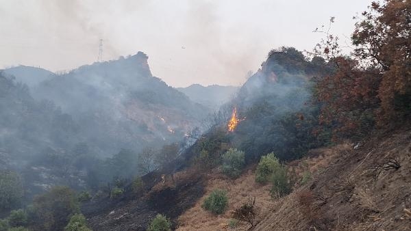 Turgutlu'da maki yangını