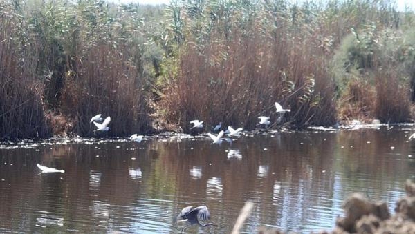 Büyük Menderes Havzası tahliye kanalındaki balıklar oksijensizlikten ölmüş