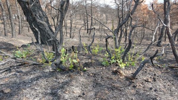 Çanakkale'de yangından 1 ay sonra bitki örtüsü yeniden yeşermeye başladı