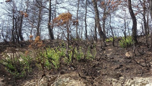 Çanakkale'de yangından 1 ay sonra bitki örtüsü yeniden yeşermeye başladı