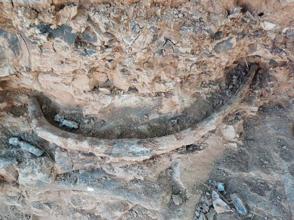 Denizli'de, 9 milyon yıl önceye ait kirpi bulundu