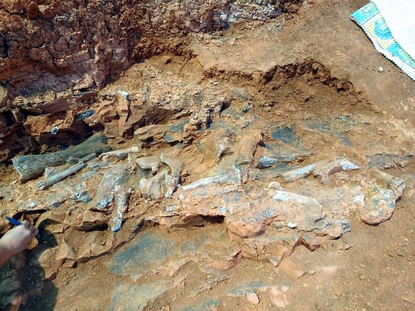 Denizli'de, 9 milyon yıl önceye ait kirpi bulundu