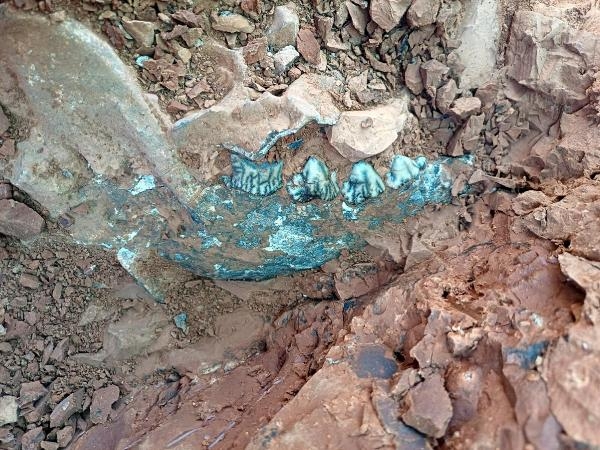 Denizli'de, 9 milyon yıl önceye ait kirpi bulundu