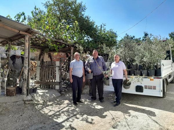 Edremit'ten Çanakkale'ye 250 zeytin fidanı