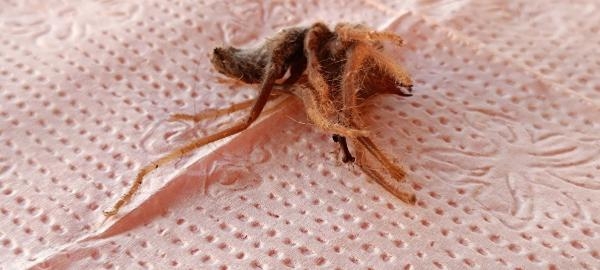 Foça'da insan eti yiyen örümcek paniği