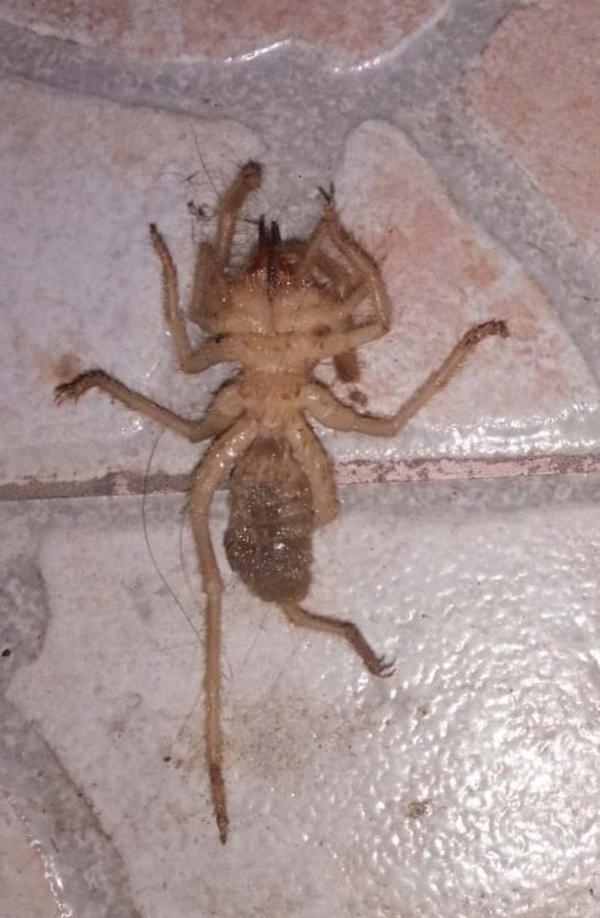 Foça'da insan eti yiyen örümcek paniği