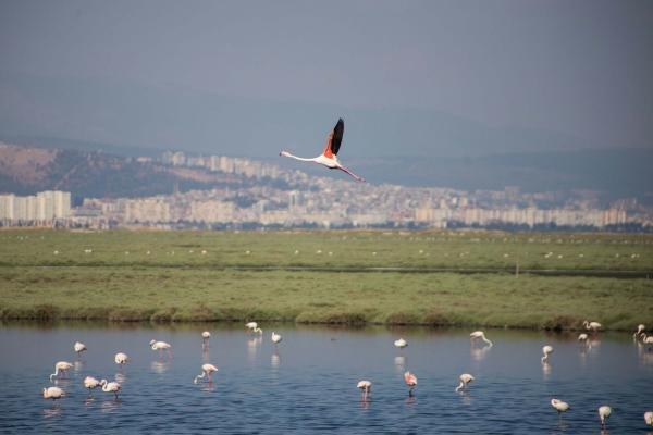 İzmir, Gediz Deltası projesiyle Ufuk Avrupa Programı'nı kazandı