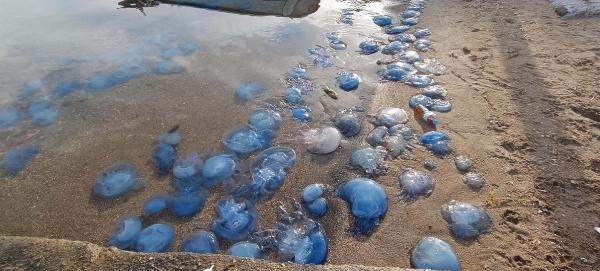 Mavi denizanaları korku salıyor