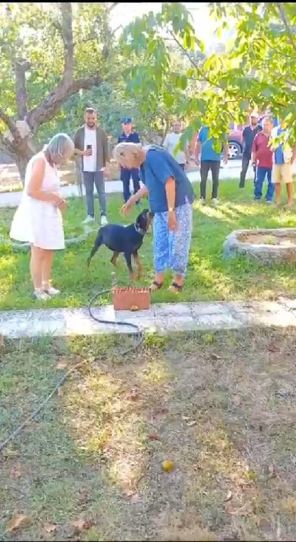 Tina, kayıp sahibini arıyor