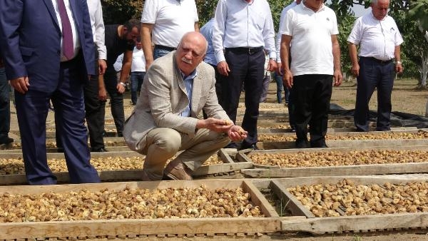 Türkiye, dünyada en fazla incir ihracatı yapan ülke konumunda