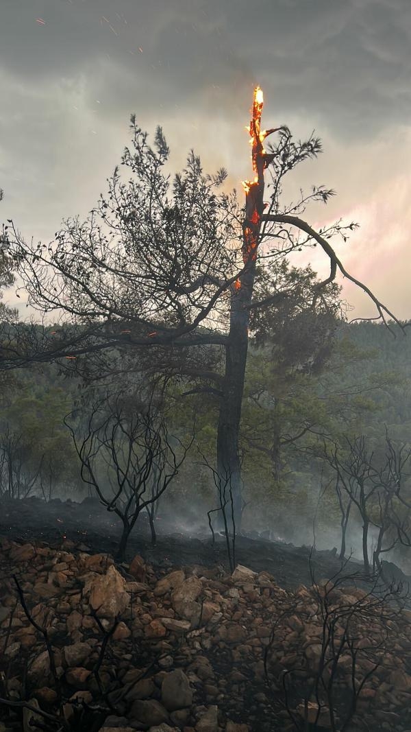 Yıldırımlar 1 günde 36 yangın çıkardı