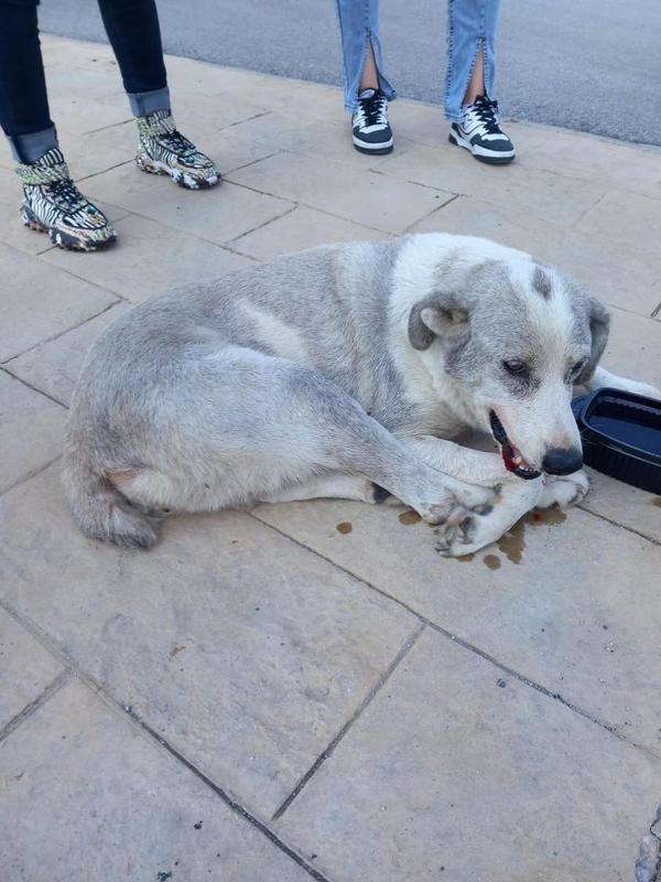 Ciple sokak köpeğinin üzerinden geçti