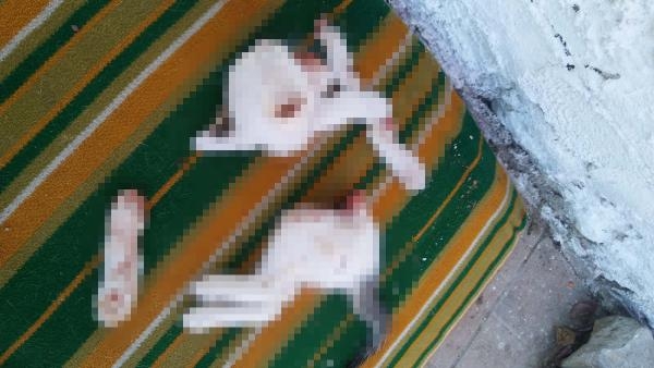 Kedi kasabı! Kan dondurucu ifadeler