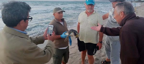 Kuşadası'nda 3 yeşil deniz kaplumbağası öldü
