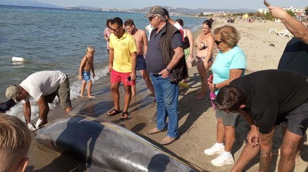 Kuşadası'nda kıyıya vurmuş ölü yunus bulundu