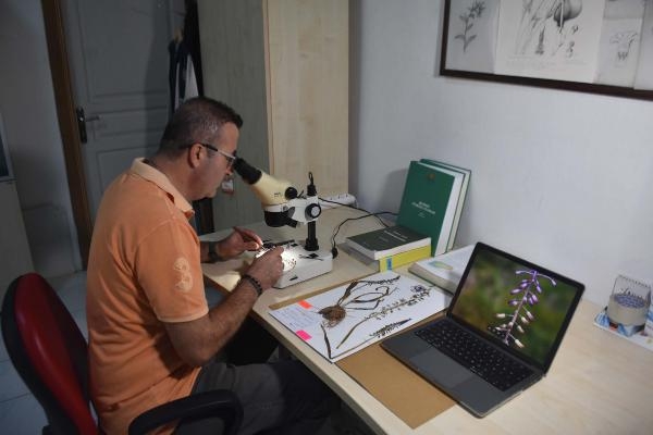 Yeni bir bitki türü keşfedildi; Balan sümbülü