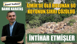 60 ölü koyunun sırrı çözüldü: Sürü psikolojisi