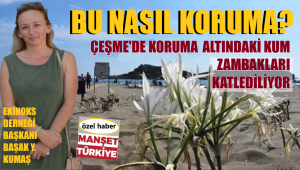 Çeşme'de kum zambakları katliamı yaşanıyor