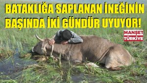 'Tek geçim kaynağım o.. Ne olur bataklıktan kurtarın'