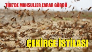 Tire'de çekirgeler mahsullere zarar verdi