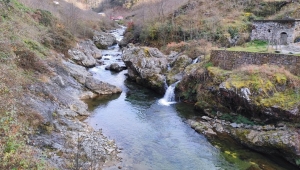 Balıklar, su samurları adına teşekkürler