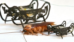 Dünyanın en küçük böcek robotu