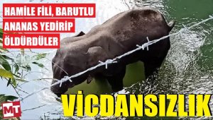 Hindistan'da içi barut dolu ananas filin ağzında patladı