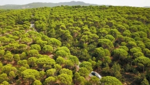Bergama'da yeşil zafer: Kızılçamlar ve zeytinler kurtuldu