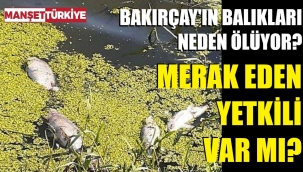 Bakırçay yine zehir saçtı... Ölü balıklar kıyılara vurdu