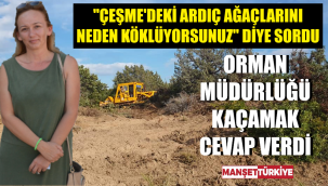 Ağaçları niye kestiklerini geçiştirdiler!