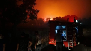Zeytinlik alanda yangın korku yarattı