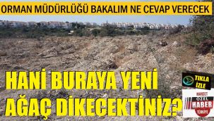 Köklenen ağaçlar hastalıklı değil iddiası