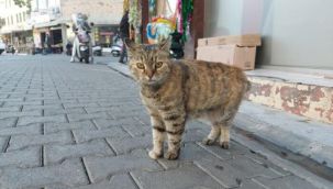 Marmaris'te satanist iddiası