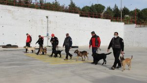 İzmir'in cesur köpekleri