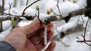 Meteoroloji'den Aydın'a 'zirai don' uyarısı