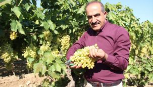 Ege'nin üzüm ihracatı yüzleri güldürdü