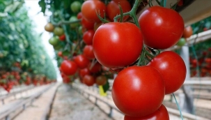 Domates ihracatında kısıtlama kaldırıldı