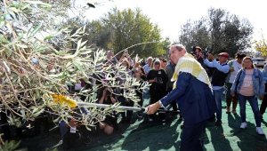 Ayvalık'ta 18'inci Uluslararası Zeytin Hasat Festivali heyecanı yaşanacak