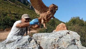 Kuşadası'nda yaralı bulunan puhu, tedavisinin ardından doğaya salındı