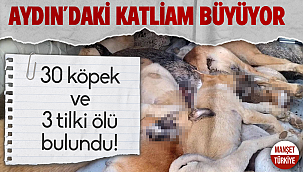 Aydın'da köpek katliamı büyüyor