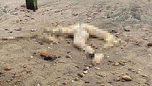 Bodrum’da sahilde kafası kesik erkek cesedi bulundu